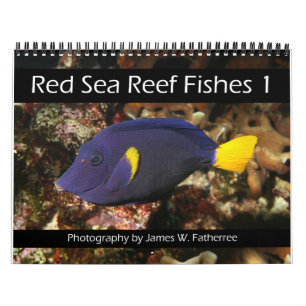 Calendrier Poissons du récif de la mer Rouge 1