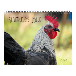 Calendrier Poulets bleus argentés