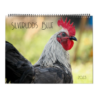 Calendrier Poulets bleus argentés