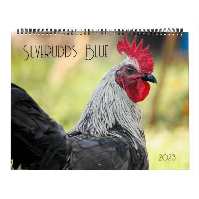 Calendrier Poulets bleus argentés (Protection)