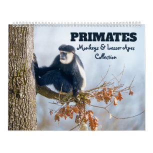 Calendrier Primates 2026 - Collection Singes et Petits Singes