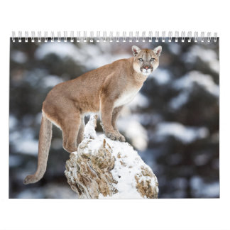 Calendrier Puma Calendar Cougar 