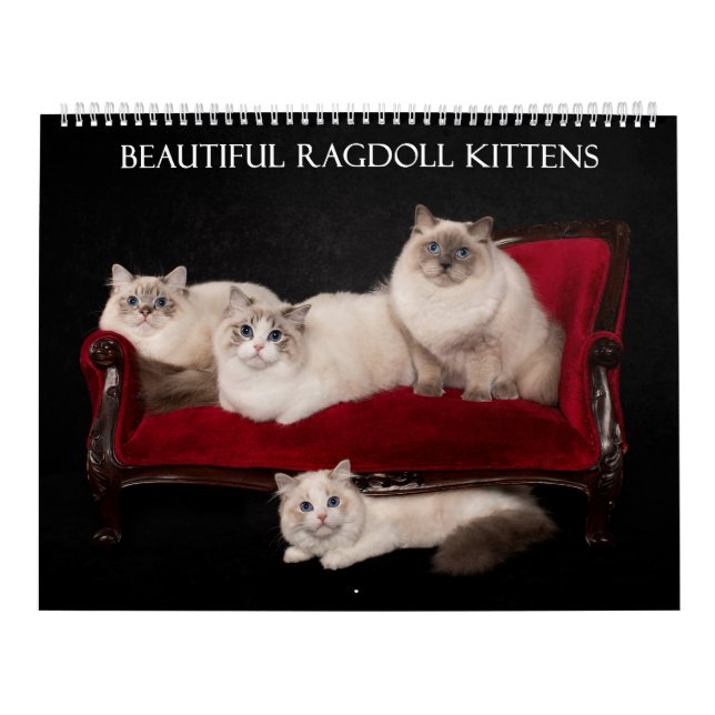 Calendrier Ragdoll Kitten (Protection)