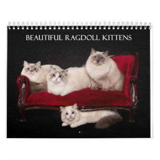 Calendrier Ragdoll Kittens