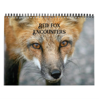 Calendrier Red Fox rencontre la photographie de Fox