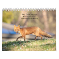 Renards roux 2027 | Photographie de faune forestiè