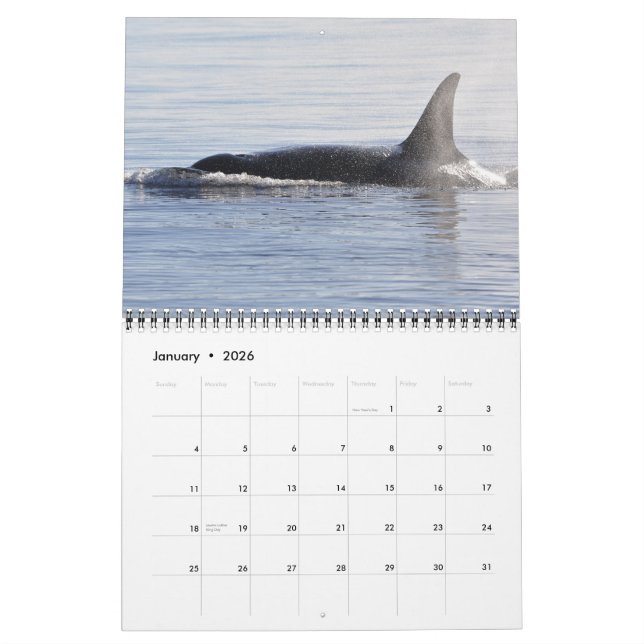 Calendrier résident du sud du ~ 2012 d'épaulards (Jan 2026)
