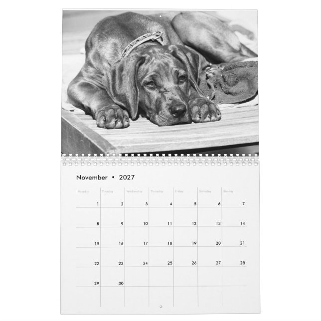 Calendrier Rhodesian Ridgeback - Liondog - 15 mois (Nov 2027)