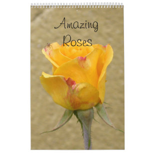 Calendrier Roses Extraordinaires 2024