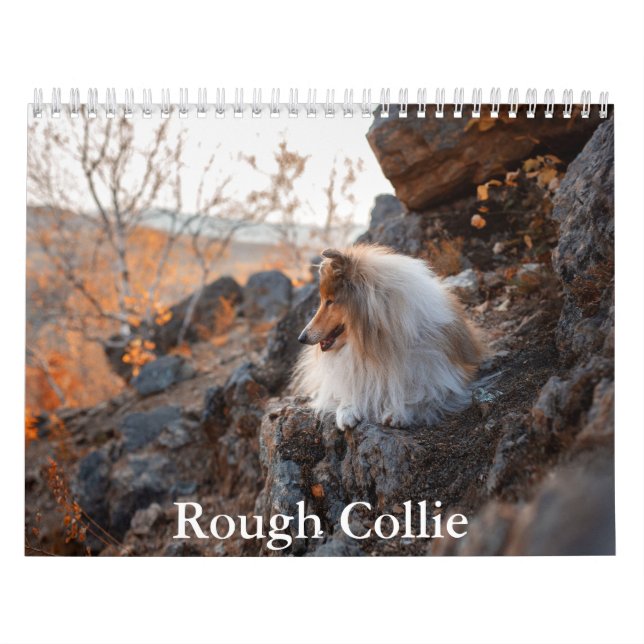 Calendrier Rough Collie (Protection)