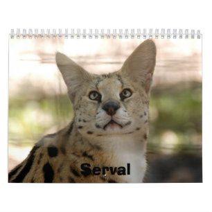 Calendrier serval 017, Serval