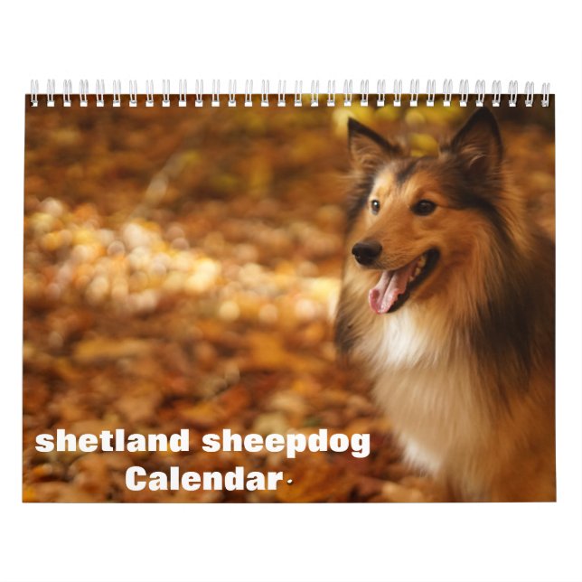Calendrier Shetland Sheepdog 2025 (Protection)