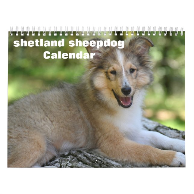 Calendrier Shetland Sheepdog 2025 (Protection)