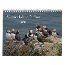 Skomer Island Puffins 2021 Pays de Galles