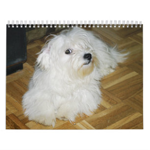 Calendrier Sucrerie de coton