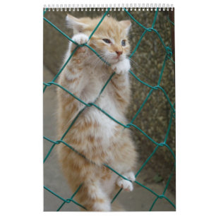Calendrier Superbes chats orange 2023