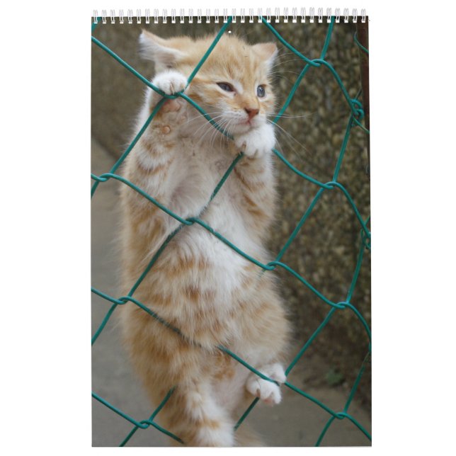 Calendrier Superbes chats orange 2023 (Protection)