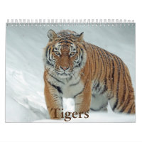 Calendrier Tiger