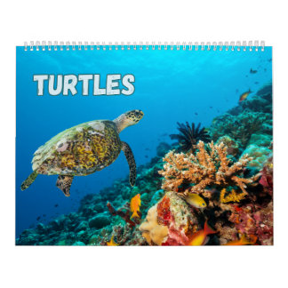 Calendrier Tortues de mer et tortues