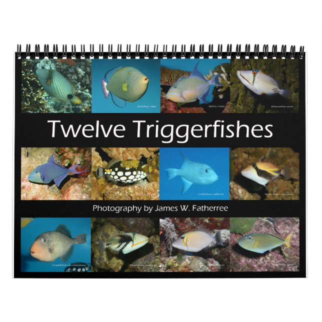Calendrier Triggerfish Wall Calendar de J.W. Patrie. (Protection)