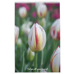 Calendrier Tulipes toute l'année