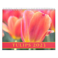 Tulips Photographie 2023