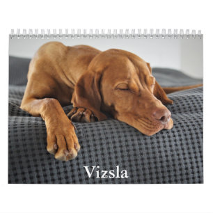 Calendrier Vizsla