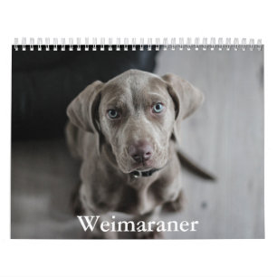 Calendrier Weimaraner
