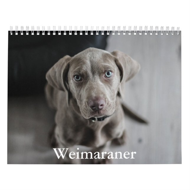 Calendrier Weimaraner Calendar (Protection)