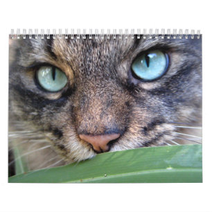 Calendriers de chat de ragondin du Maine