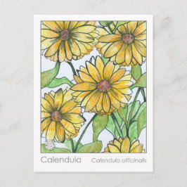 Calendula Materia Medica Kräuterstudie Postkarte