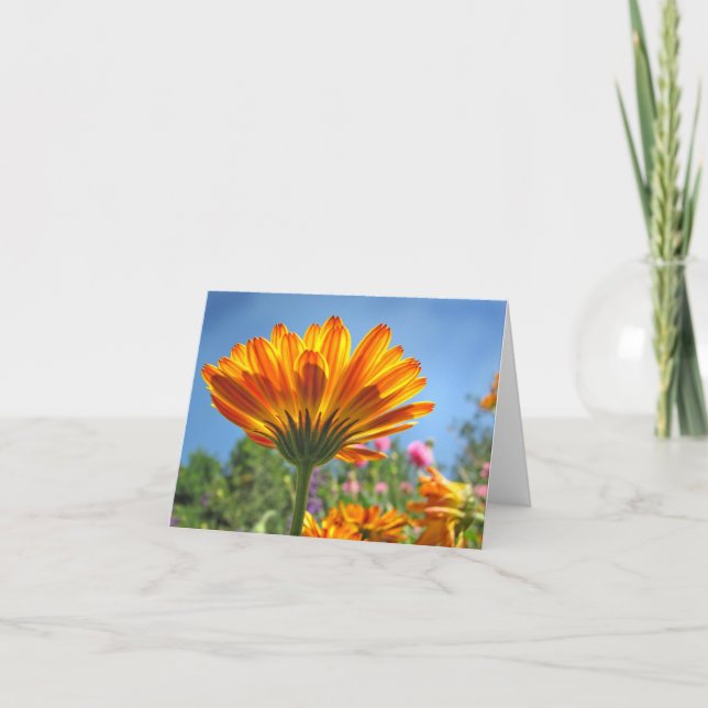 Calendula Note Card Karte (Vorderseite)