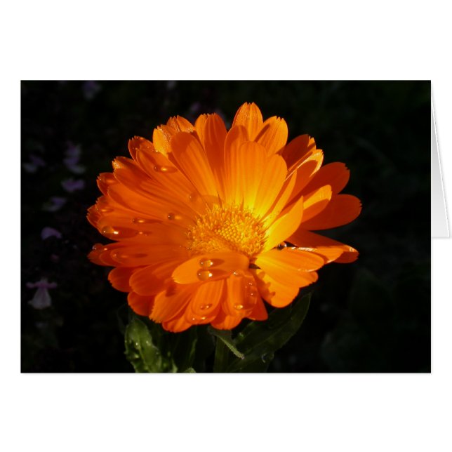 Calendula officinalis (Vorderseite (Horizontal))