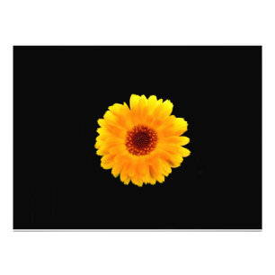 Calendula Officinalis Fotodruck