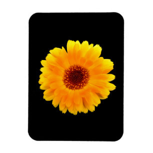Calendula Officinalis Magnet