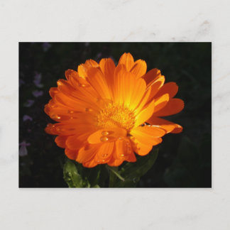 Calendula officinalis postkarte