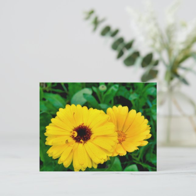 Calendula Officinalis Postkarte (Stehend Vorderseite)