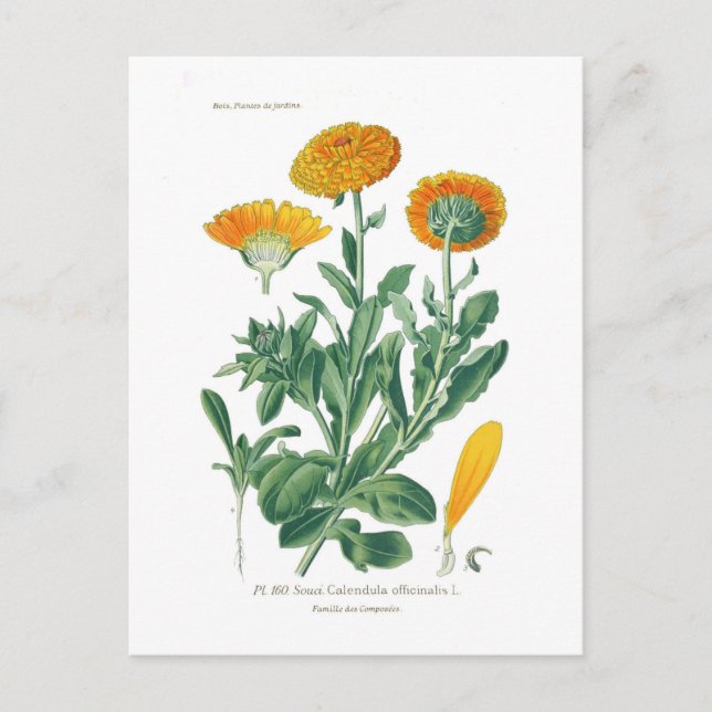 Calendula officinalis (Pot marigold) Postkarte (Vorderseite)