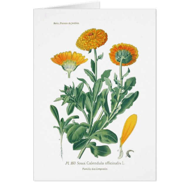 Calendula officinalis (Topfringelblume) (Vorne)