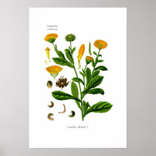 Calendula Poster