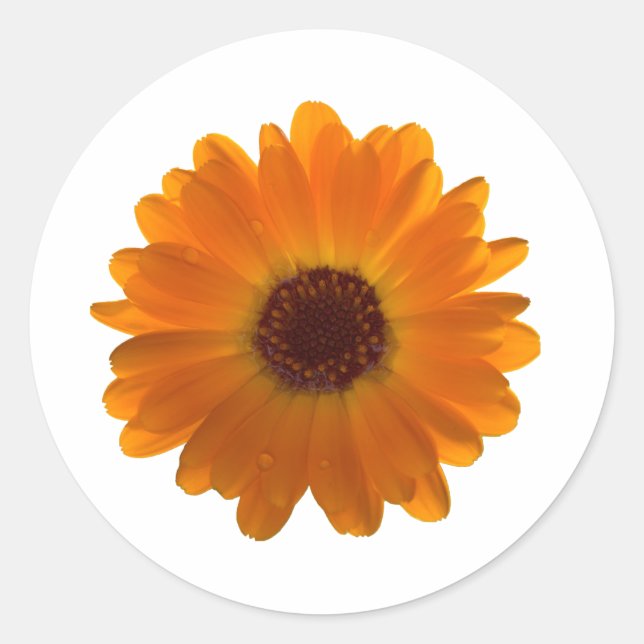 Calendula Runder Aufkleber (Vorderseite)