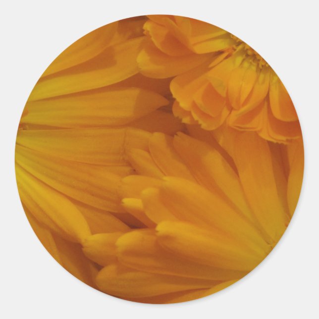 Calendula Runder Aufkleber (Vorderseite)