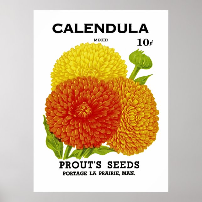 Calendula Vintage Saatpackung Poster (Vorne)
