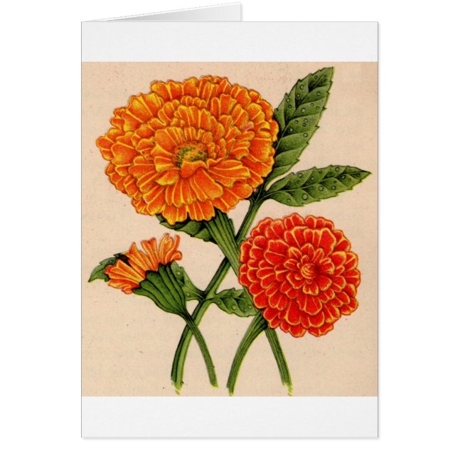 calendulas en orange (Devant)