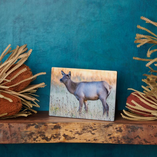 Calf Elk | Madison Junction, Wyoming Fotoplatte (Seite)