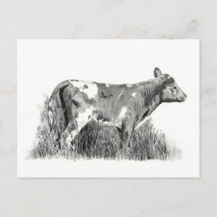 CALF PENCIL POSTKARTE