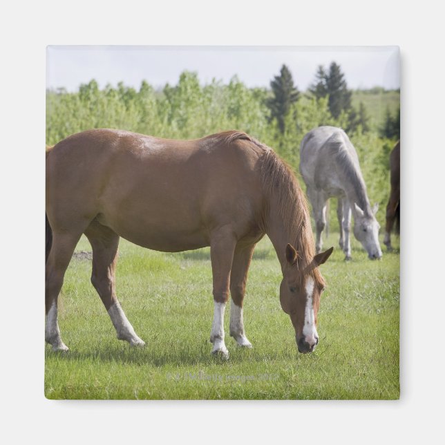 Calgary, Alberta, Kanada 2 Magnet (Vorne)