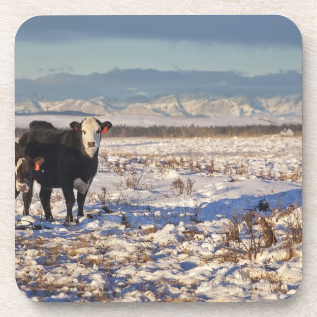 Calgary, Alberta, Kanada Getränkeuntersetzer (Vorderseite)