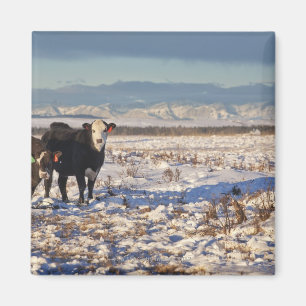 Calgary, Alberta, Kanada Magnet