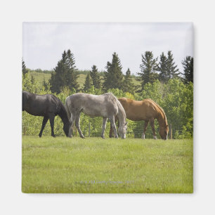 Calgary, Alberta, Kanada Magnet